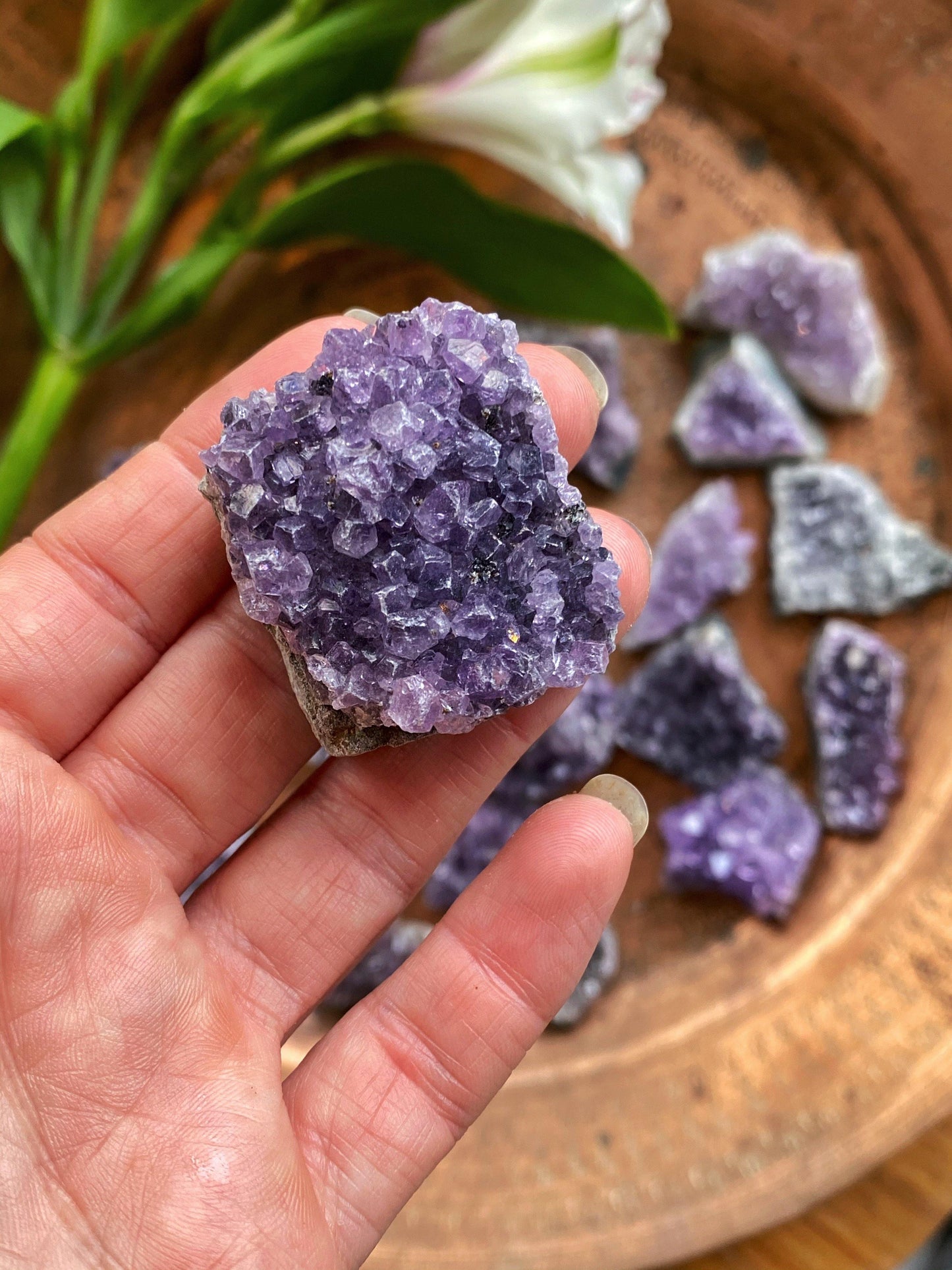 Amethyst Quartz Clusters - The Leafy Branch