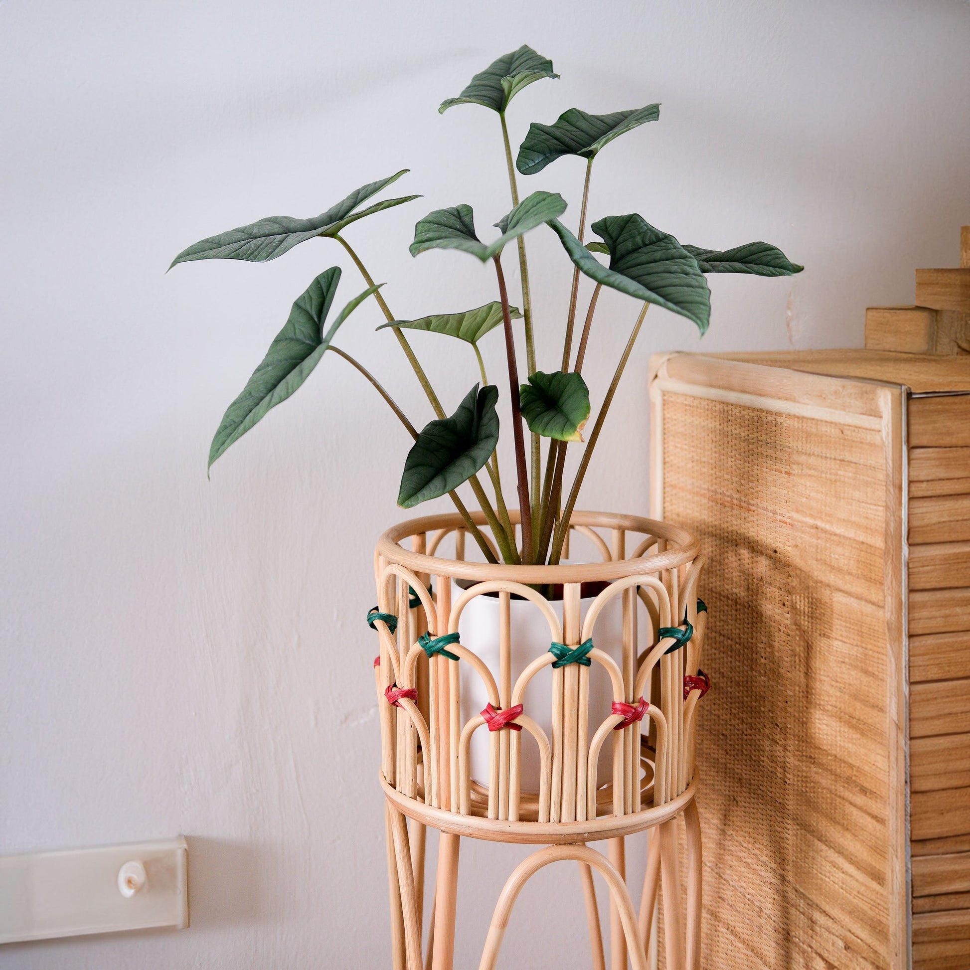 Iris Planter - The Leafy Branch