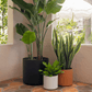 Solid Goods Ceramic Cylinder– With or Without Mahogany Stand