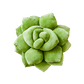 Lil' Pop Succulent®  - Olive Green