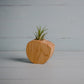 Little Air Plant Holder - The Leafy Branch