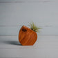 Little Air Plant Holder - The Leafy Branch