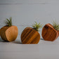 Little Air Plant Holder - The Leafy Branch