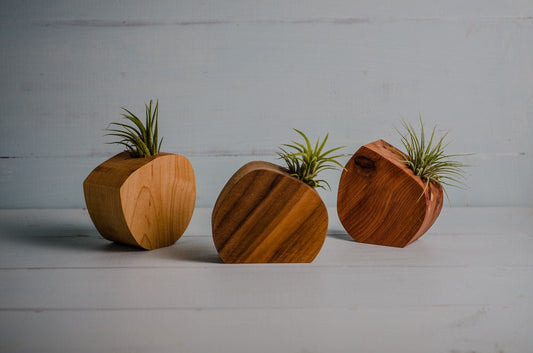 Little Air Plant Holder - The Leafy Branch