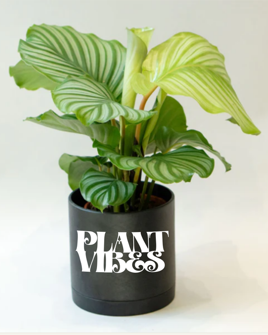 Signature Ceramic Plant Vibes Planter