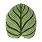 Tufted Calathea Orbifolia Leaf Pillow