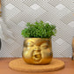 Baby Face Succulent Planter - The Leafy Branch