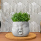 Baby Face Succulent Planter - The Leafy Branch