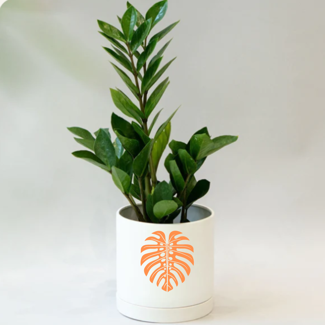 Signature Ceramic Monstera Planter- Orange - The Leafy Branch