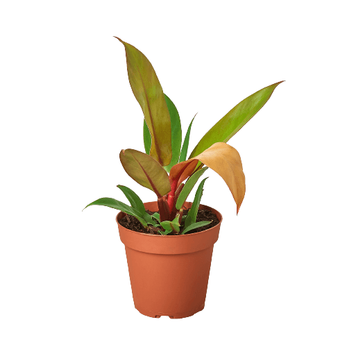 Philodendron 'Prince of Orange' - The Leafy Branch