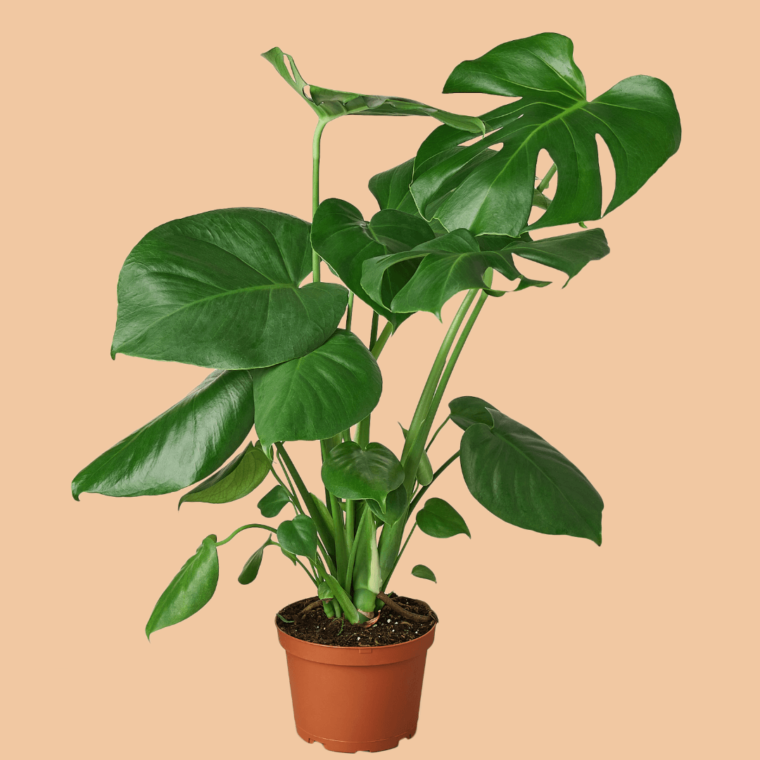 Philodendron Monstera Split-Leaf - The Leafy Branch