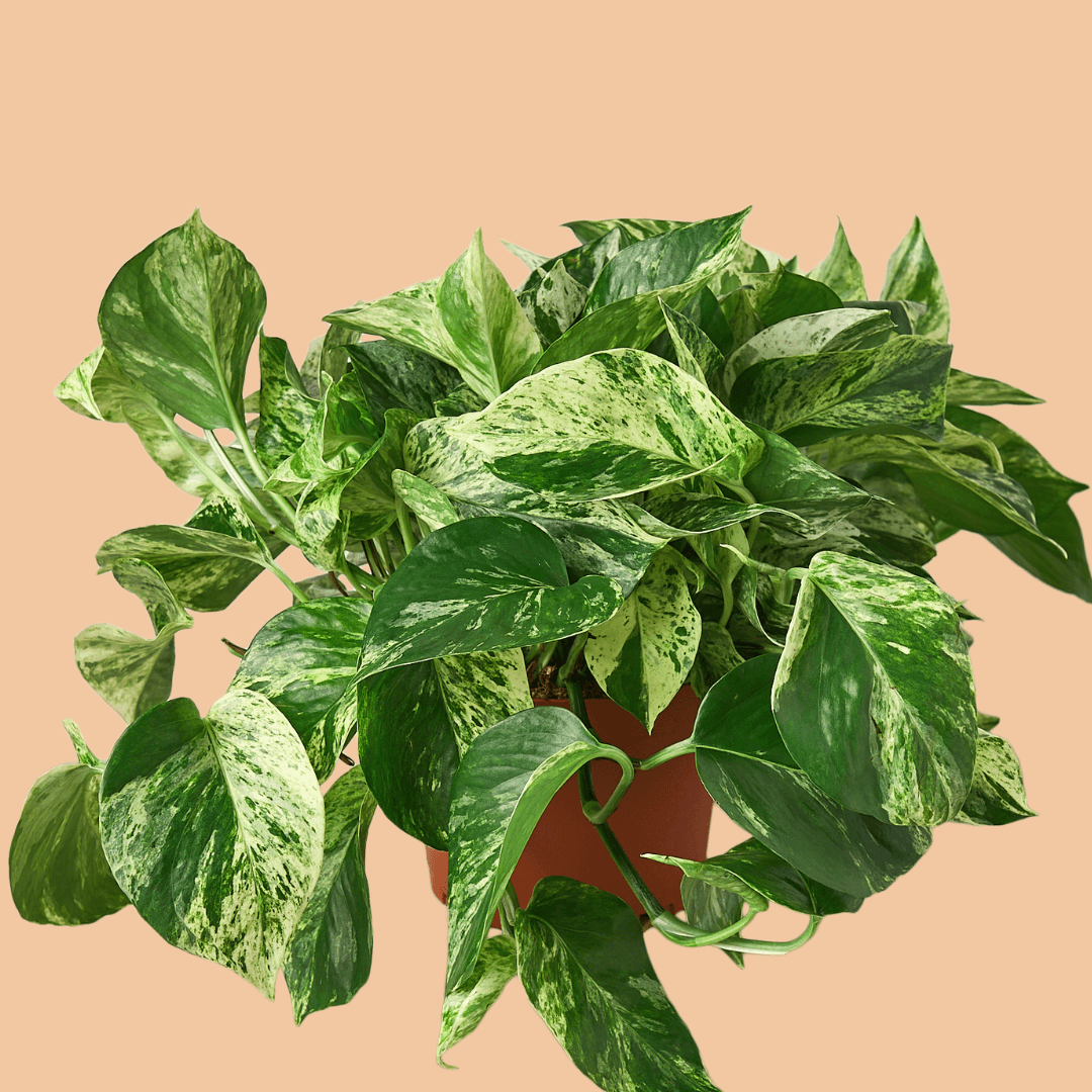Pothos 'Marble Queen' - The Leafy Branch