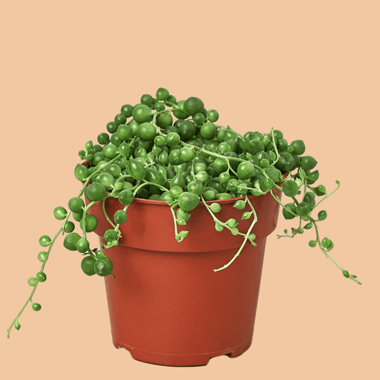 String of Pearls - The Leafy Branch