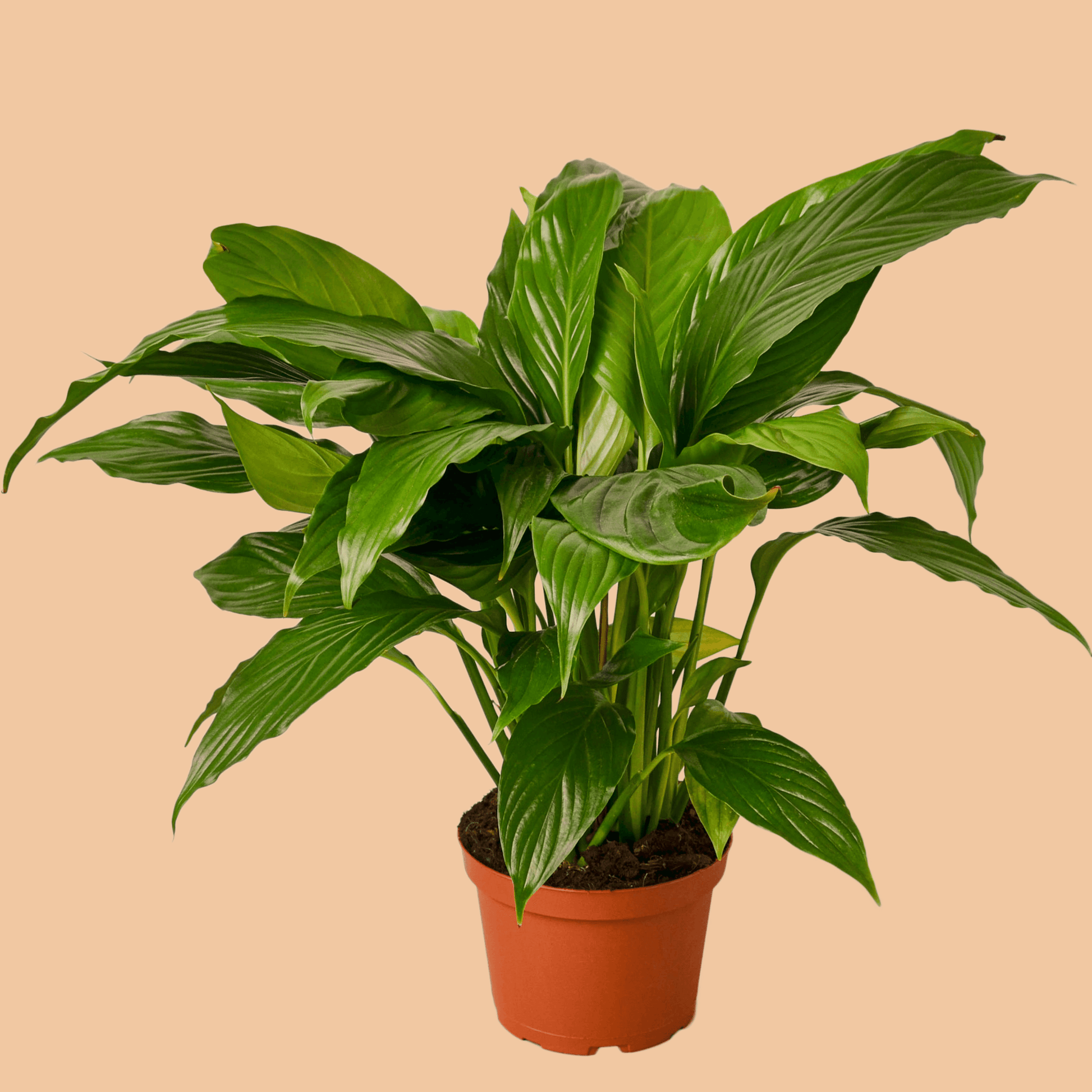 Spathiphyllum 'Peace Lily' - The Leafy Branch