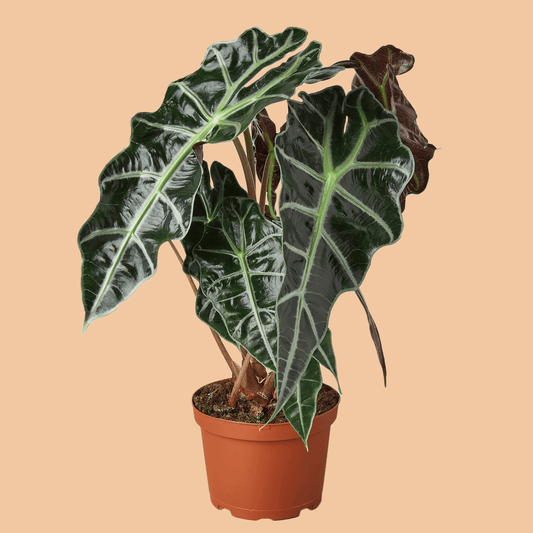Alocasia Polly African Mask - The Leafy Branch