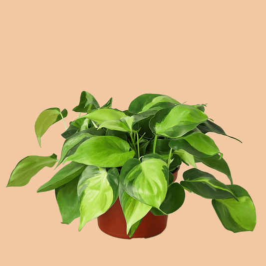 Philodendron 'Brasil' - The Leafy Branch