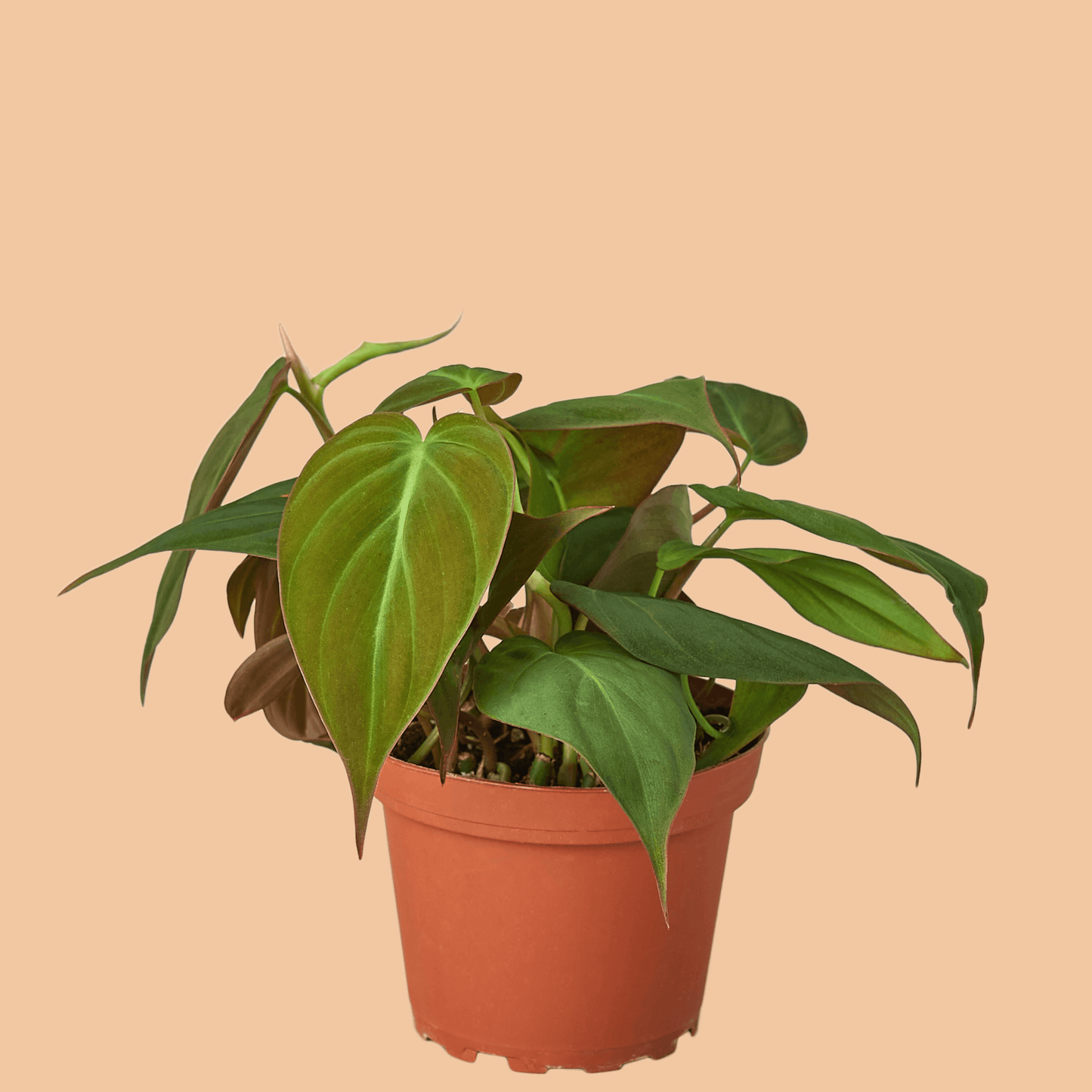 Philodendron 'Velvet' "Micans" - The Leafy Branch
