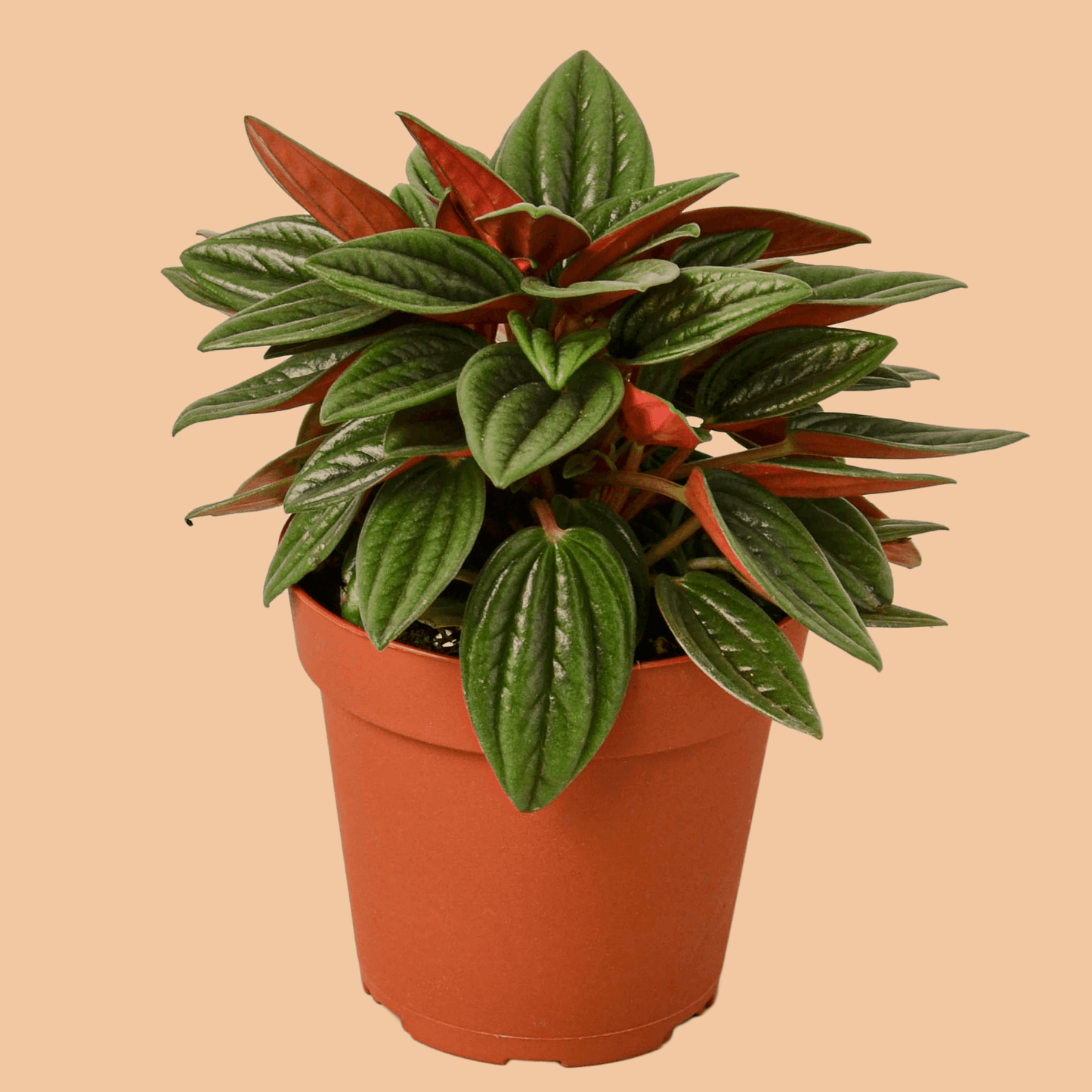 Peperomia Rosso - The Leafy Branch