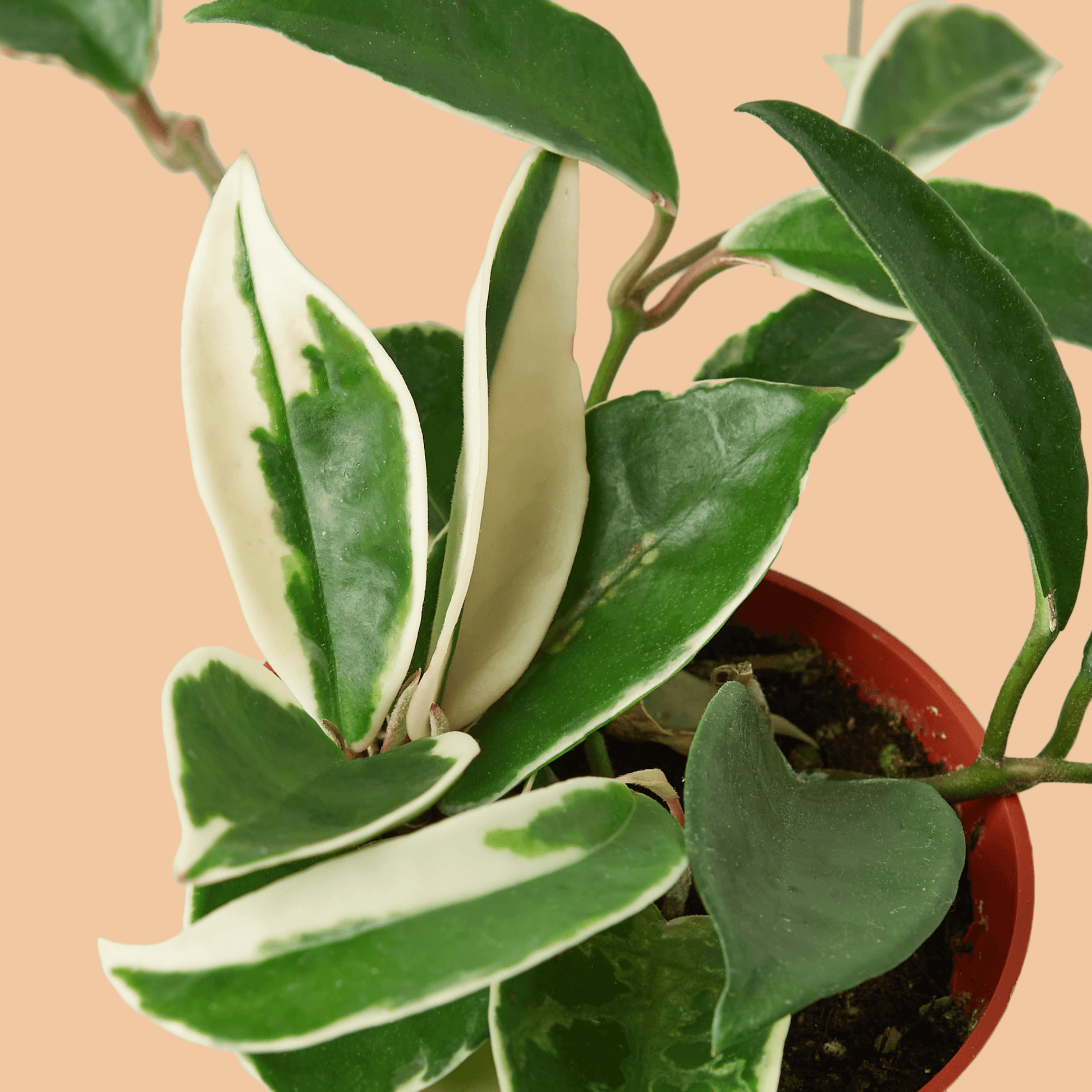 Hoya Carnosa Krimson Princess - The Leafy Branch