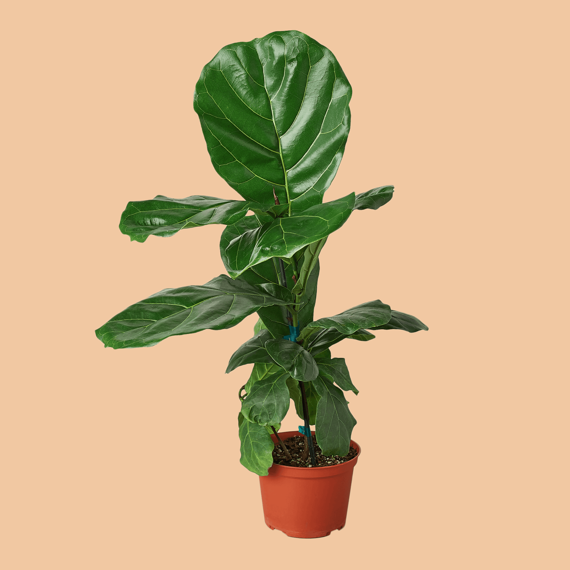 Ficus Lyrata 'Fiddle Leaf Fig - The Leafy Branch