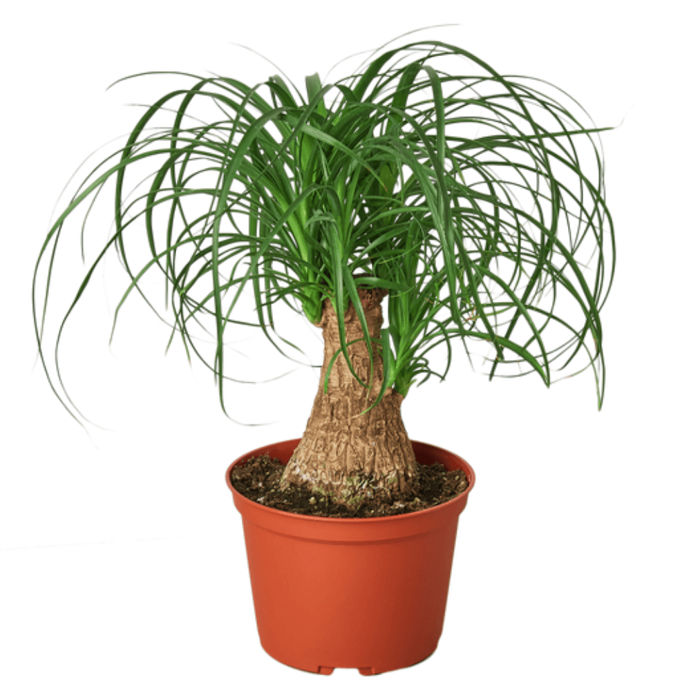 Ponytail Palm - The Leafy Branch