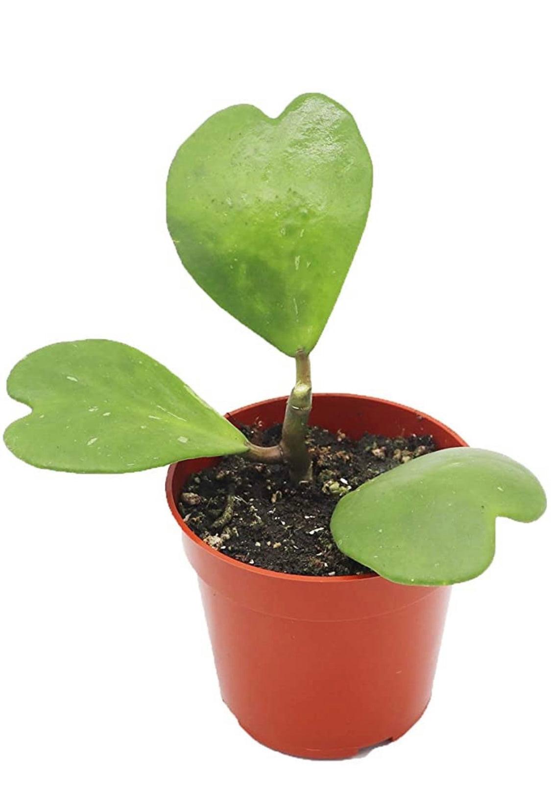 Hoya Kerrii - The Leafy Branch